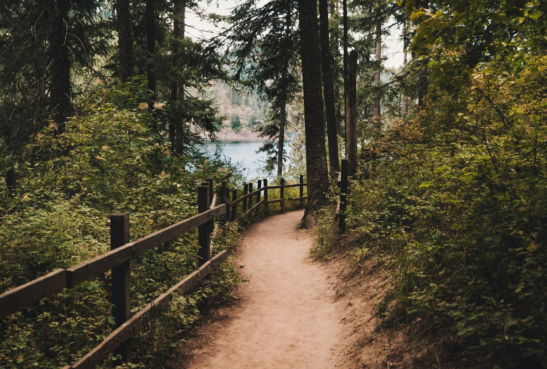 Hiking trail in pine forest